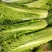青绿75青麻叶大白菜青口白种子长筒高庄大白菜种籽秋播蔬菜