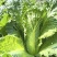 青绿75青麻叶大白菜青口白种子长筒高庄大白菜种籽秋播蔬菜