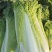 青绿75青麻叶大白菜青口白种子长筒高庄大白菜种籽秋播蔬菜