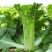 青绿75青麻叶大白菜青口白种子长筒高庄大白菜种籽秋播蔬菜