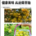 正宗贵州六马蜂糖李子新鲜水果现摘新鲜孕妇水果脆甜蜂糖