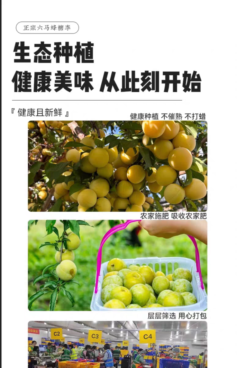 正宗贵州六马蜂糖李子新鲜水果现摘新鲜孕妇水果脆甜蜂糖