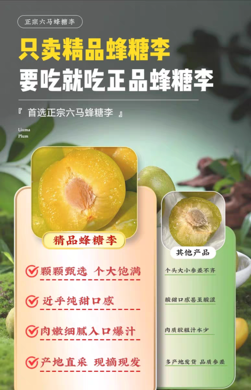 正宗贵州六马蜂糖李子新鲜水果现摘新鲜孕妇水果脆甜蜂糖