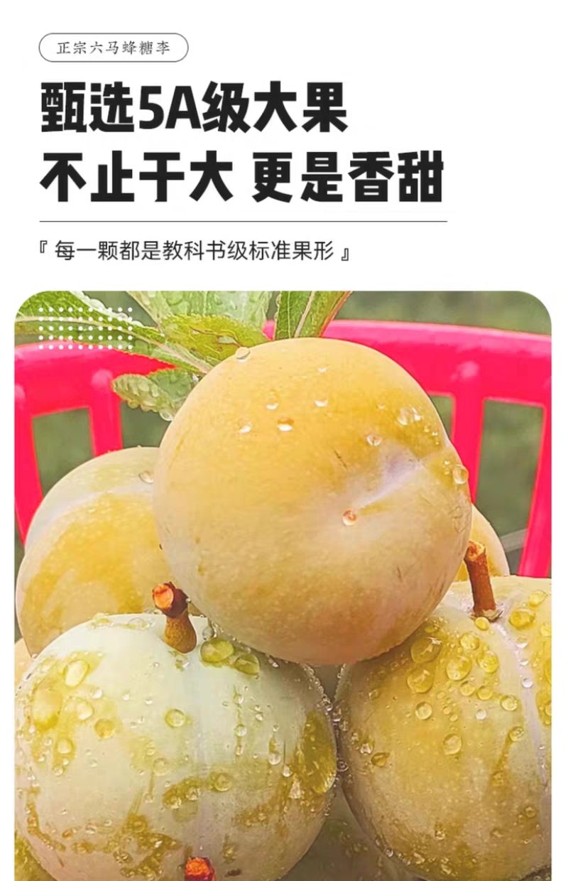 正宗贵州六马蜂糖李子新鲜水果现摘新鲜孕妇水果脆甜蜂糖