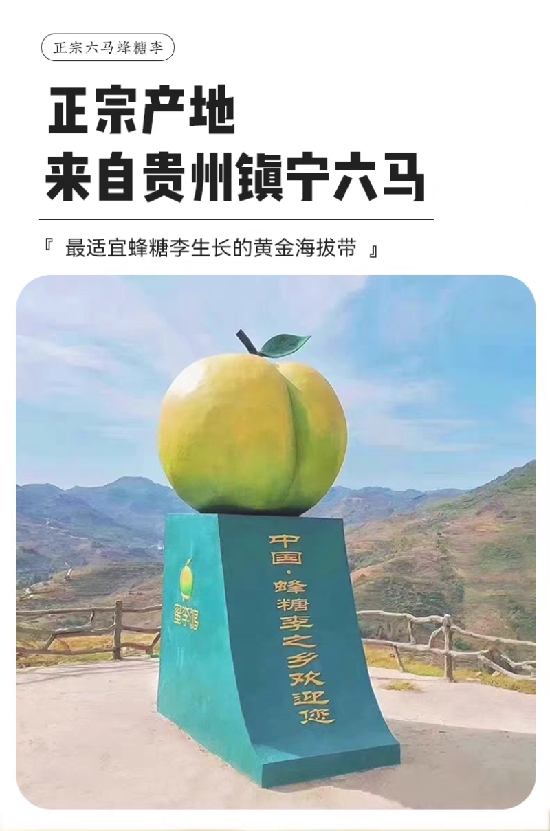 正宗贵州六马蜂糖李子新鲜水果现摘新鲜孕妇水果脆甜蜂糖