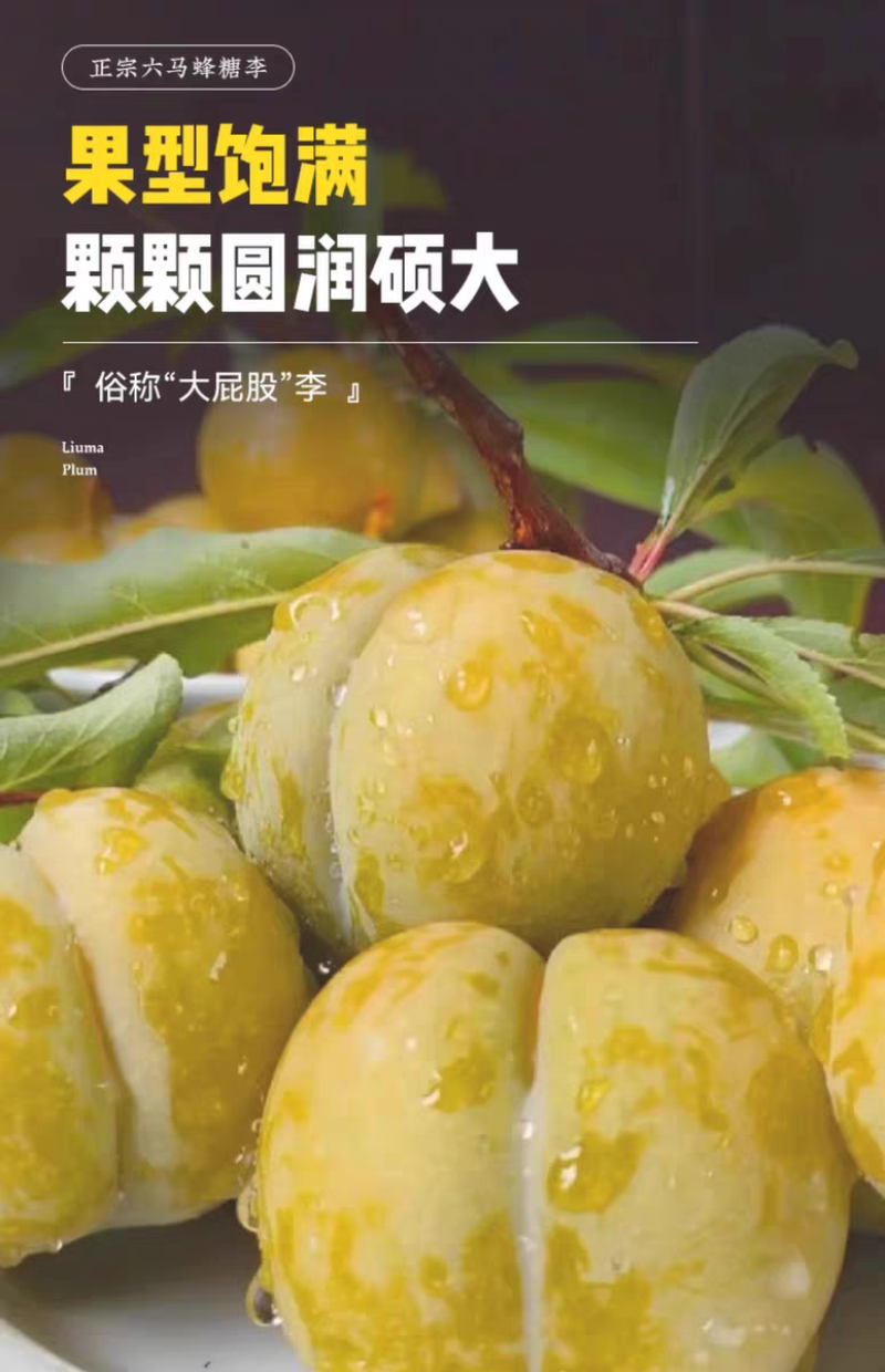 正宗贵州六马蜂糖李子新鲜水果现摘新鲜孕妇水果脆甜蜂糖