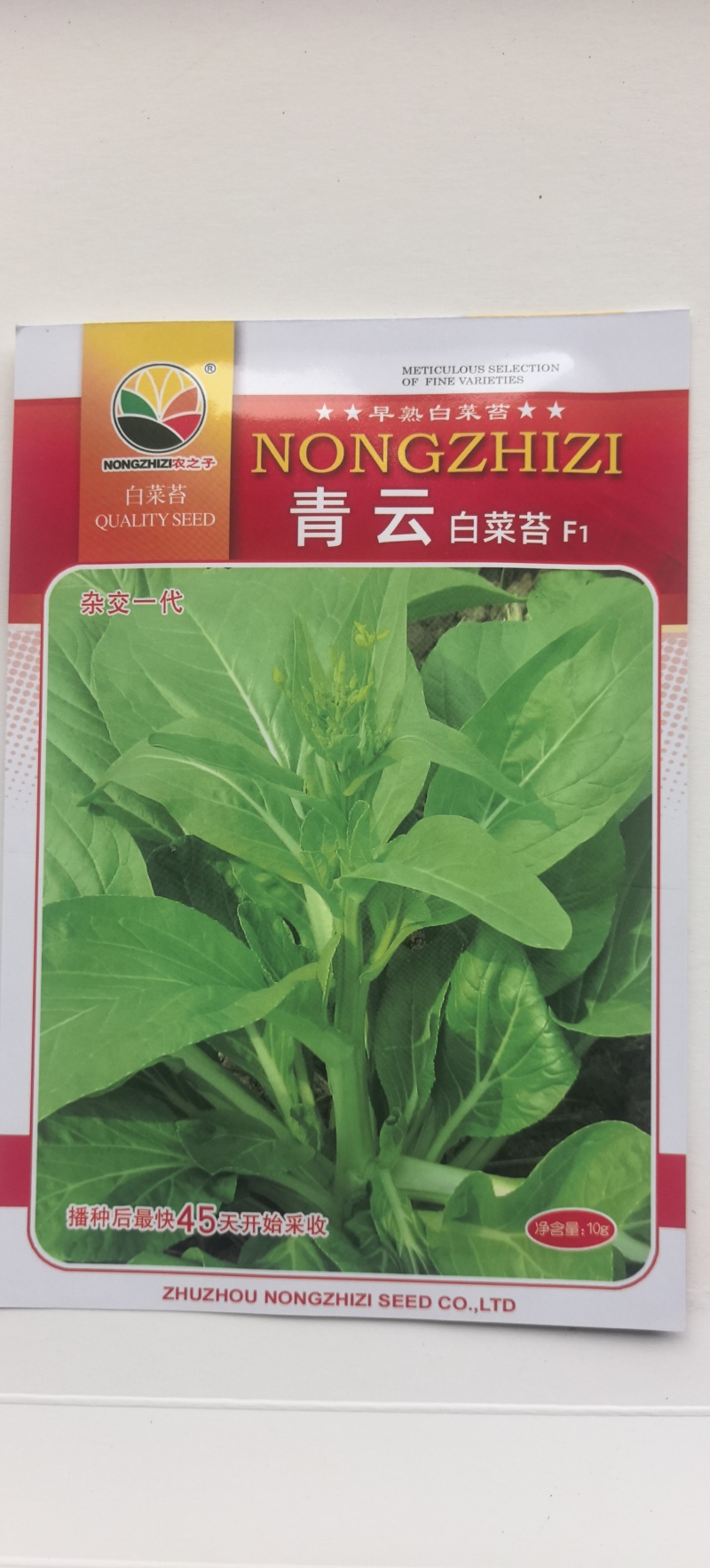 菜苔种子青云45天特早熟白菜苔耐热耐寒主苔粗侧苔多