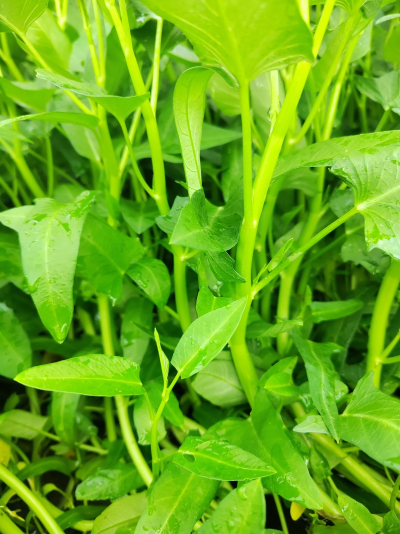 产地直采新鲜空心菜脆嫩爽口量大从优