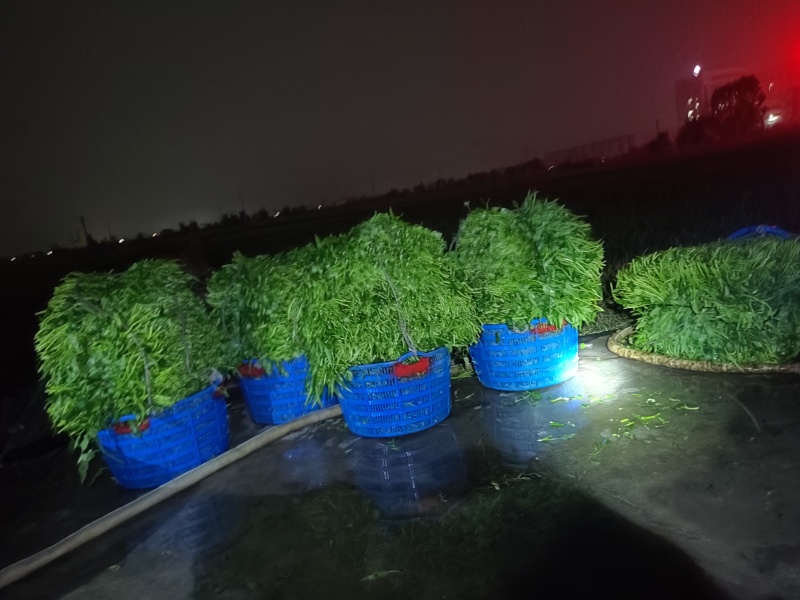 产地直采新鲜空心菜脆嫩爽口量大从优