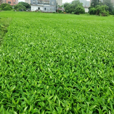 产地直采新鲜空心菜脆嫩爽口量大从优