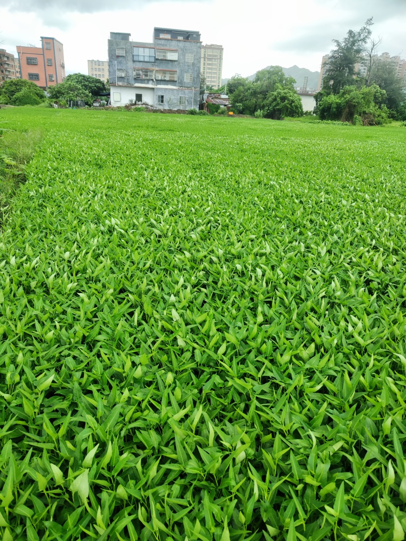产地直采新鲜空心菜脆嫩爽口量大从优