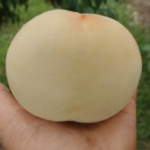 砀山产区黄桃大量供货保质保量