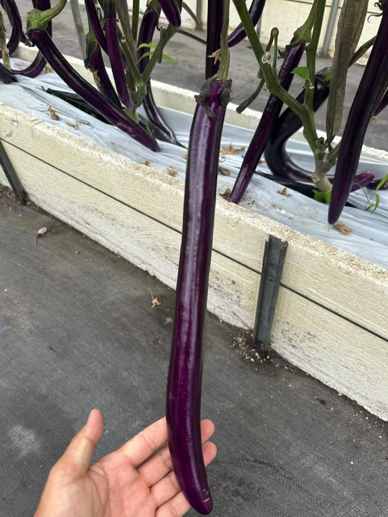 茄子