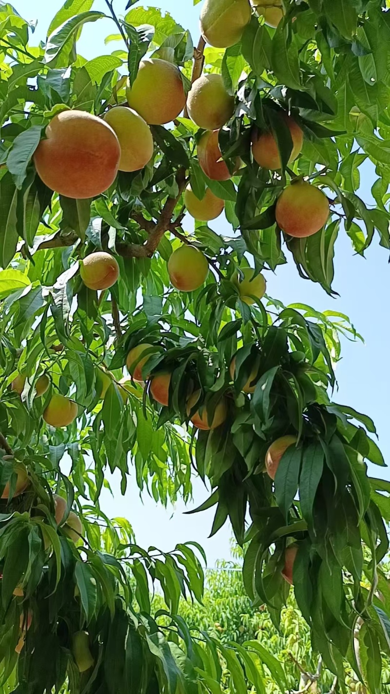 突围，油桃大量上市，有需要的老板可以联系！