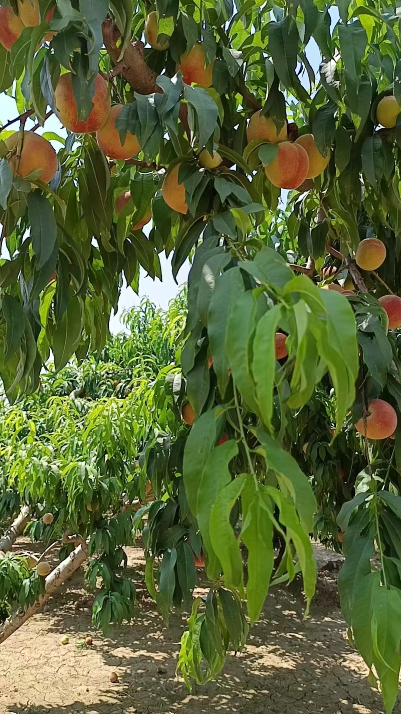 突围，油桃大量上市，有需要的老板可以联系！