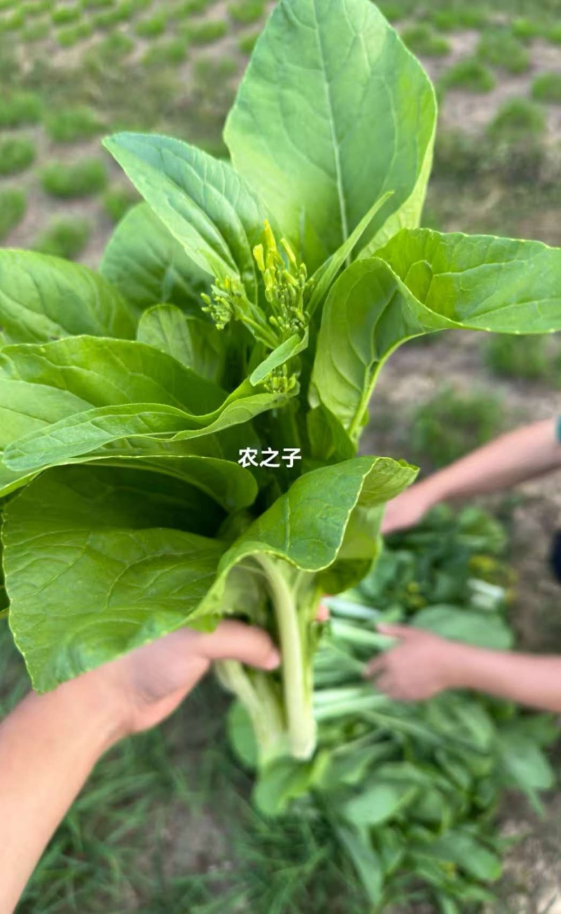 菜苔种子青云45天特早熟白菜苔耐热耐寒主苔粗侧苔多