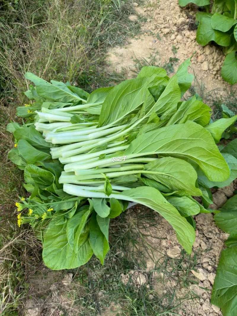 菜苔种子青云45天特早熟白菜苔耐热耐寒主苔粗侧苔多