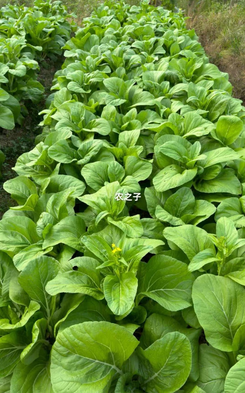 菜苔种子青云45天特早熟白菜苔耐热耐寒主苔粗侧苔多