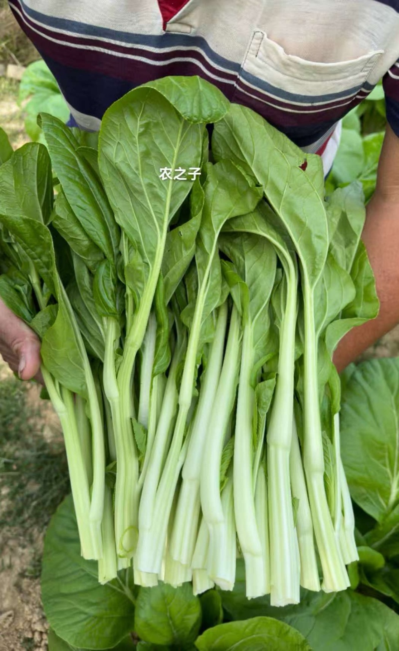 菜苔种子青云45天特早熟白菜苔耐热耐寒主苔粗侧苔多