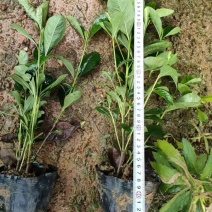 大叶栀子花小叶栀子花大杯苗