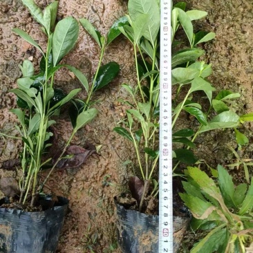 大叶栀子花小叶栀子花大杯苗