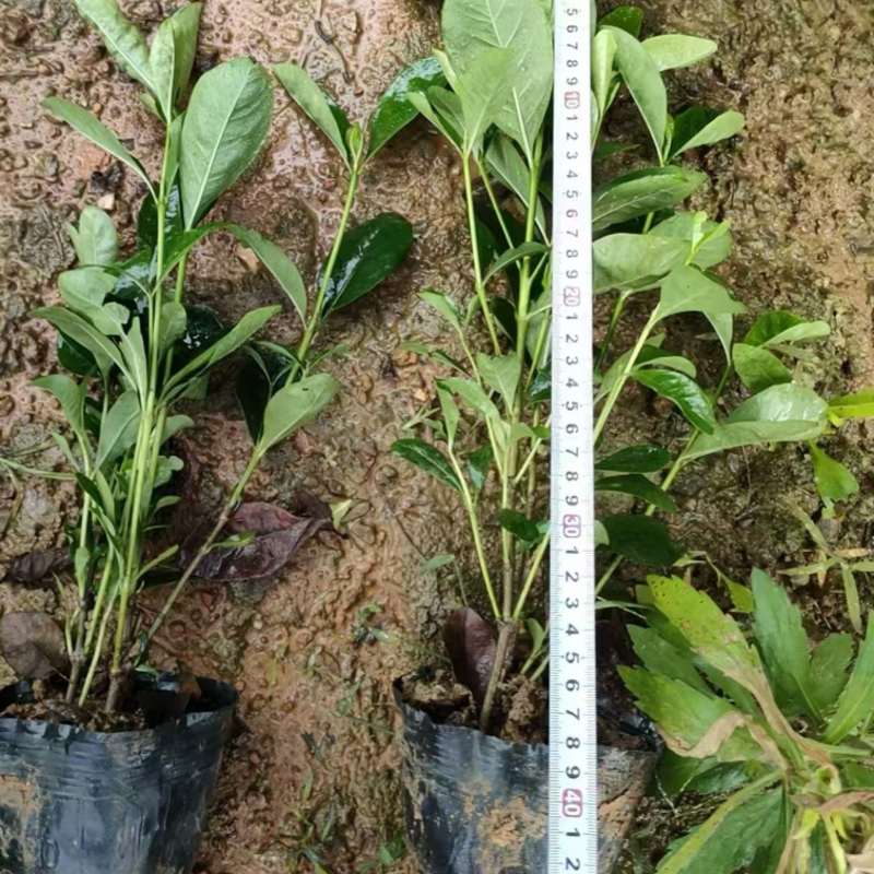 大叶栀子花小叶栀子花大杯苗