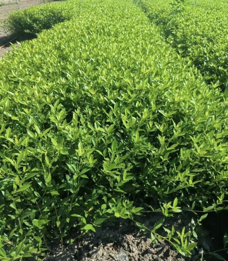 大叶栀子花小叶栀子花大杯苗