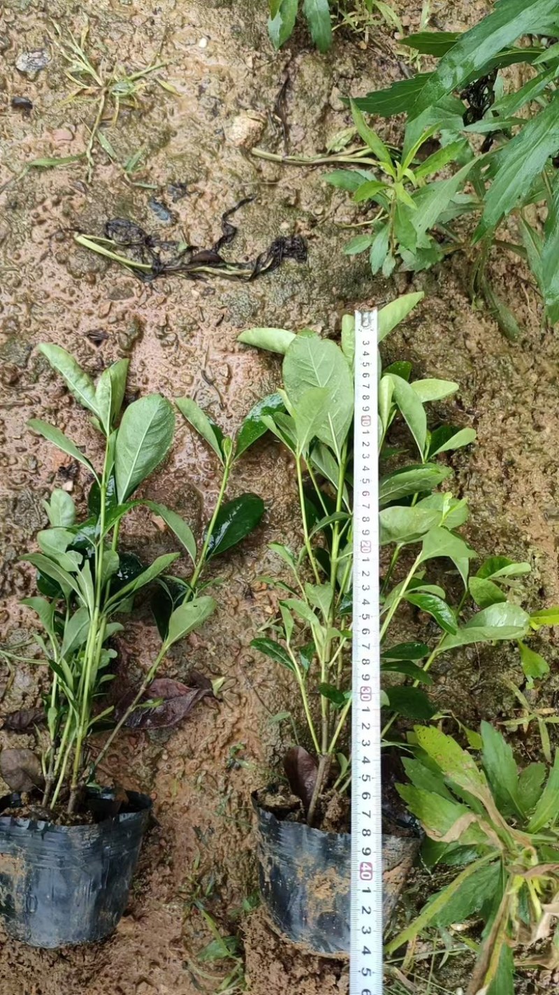 大叶栀子花小叶栀子花大杯苗