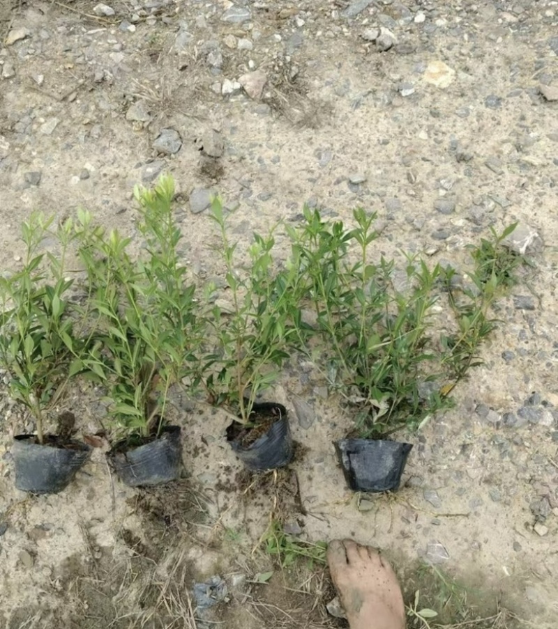 大叶栀子花小叶栀子花大杯苗
