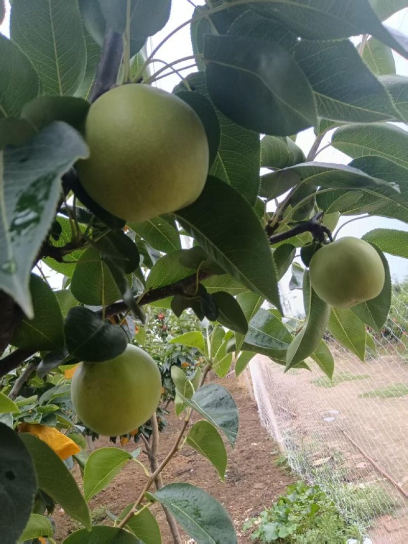 酥脆一号梨大量上市供应酥脆三号梨全国接车发货需要请联系。