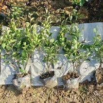 大杯苗油茶苗30-50cm