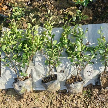 大杯苗油茶苗30-50cm