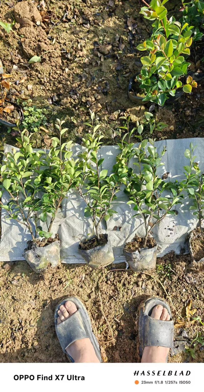 大杯苗油茶苗30-50cm