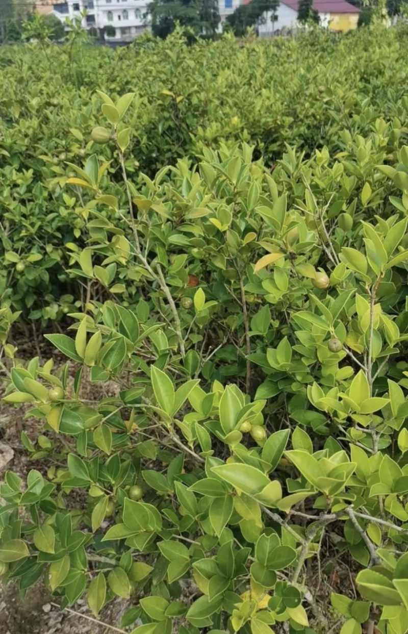 大杯苗油茶苗30-50cm