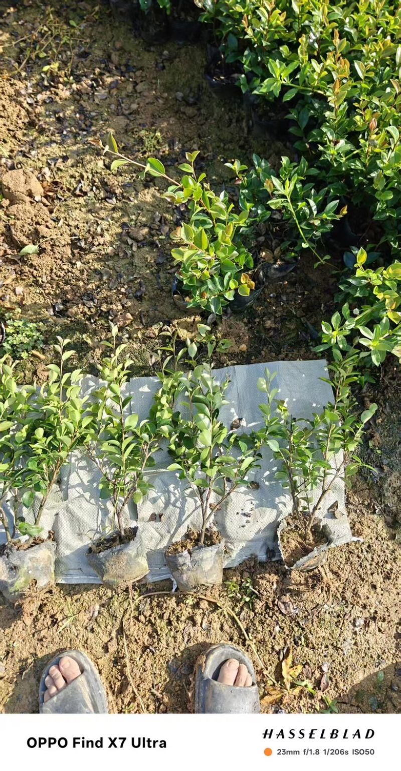 大杯苗油茶苗30-50cm
