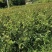 大杯苗油茶苗30-50cm
