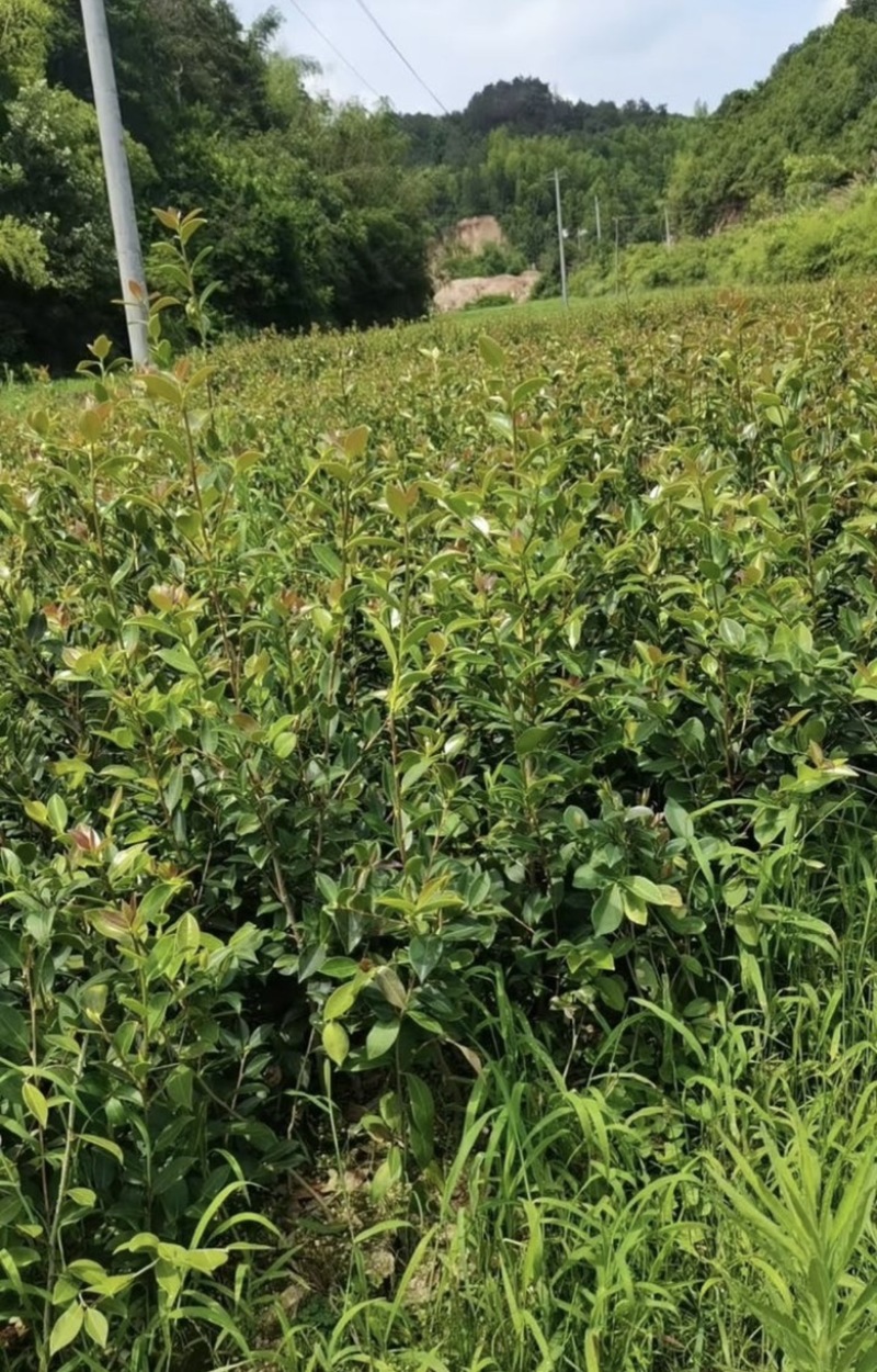 大杯苗油茶苗30-50cm