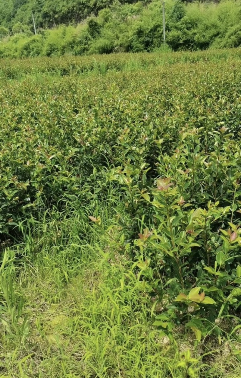 大杯苗油茶苗30-50cm