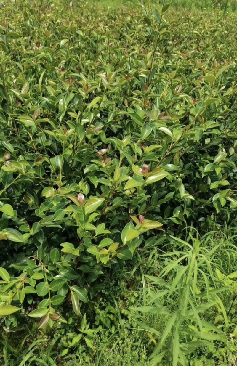 大杯苗油茶苗30-50cm