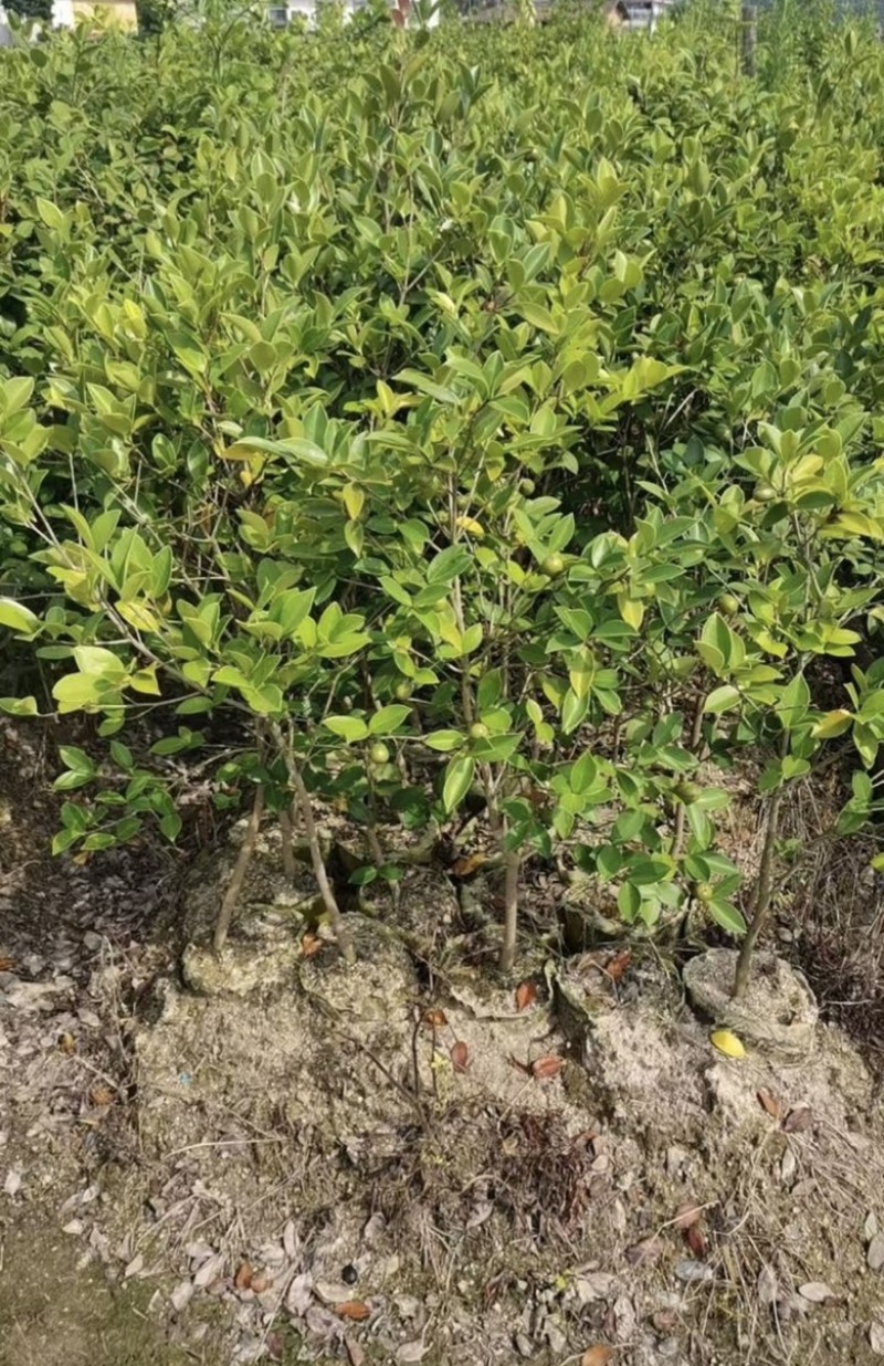 大杯苗油茶苗30-50cm