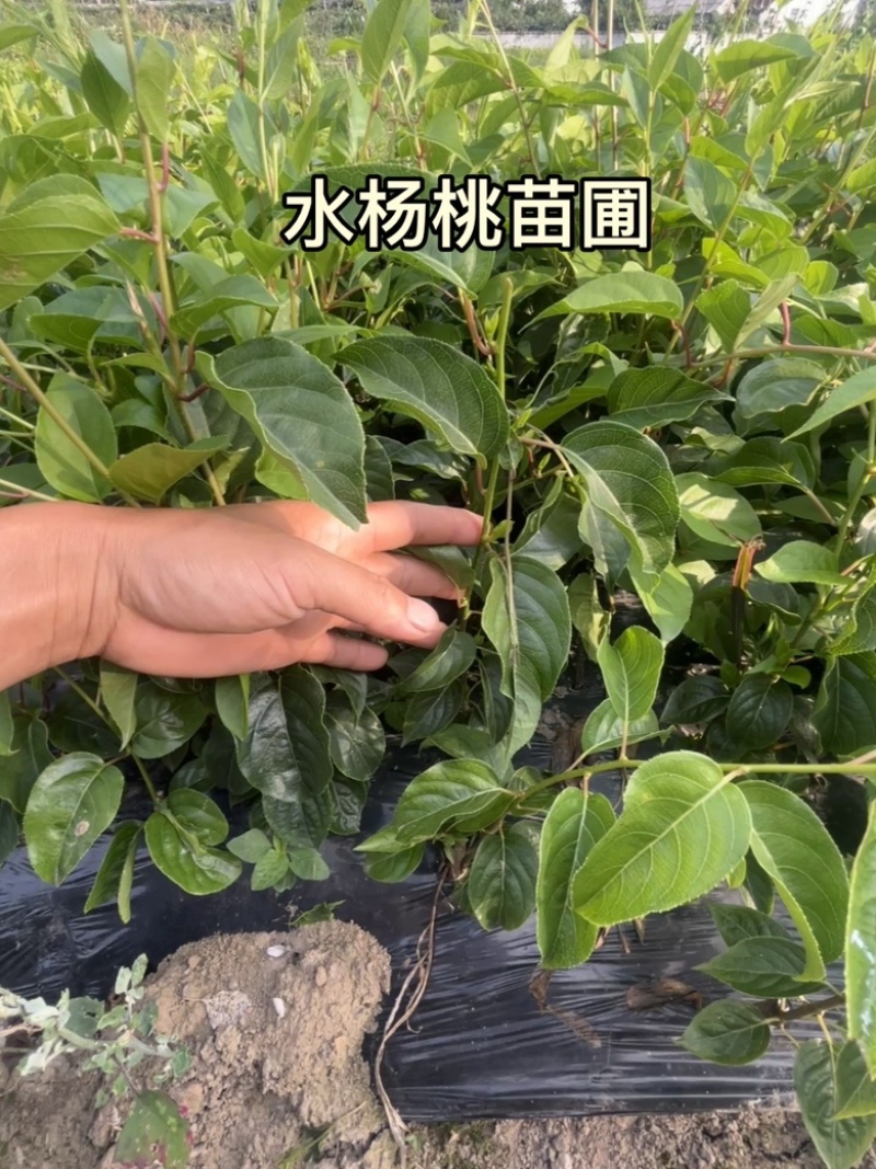 对萼水杨桃