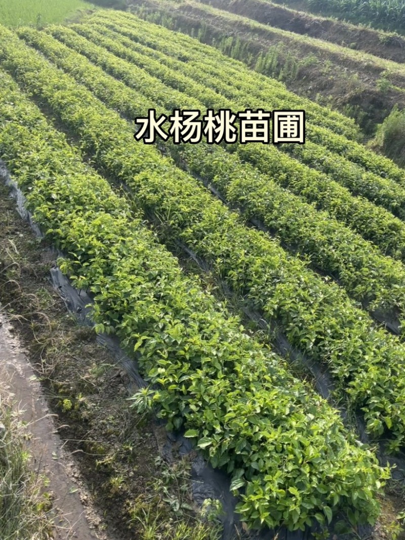 对萼水杨桃