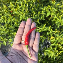 朝天椒基地直出5～8万度辣