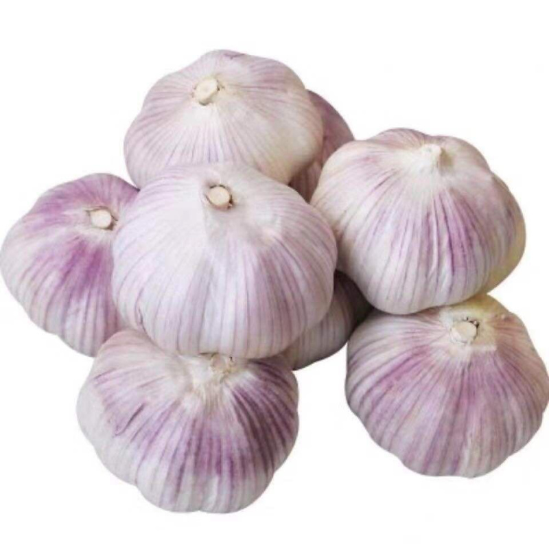 河南大蒜