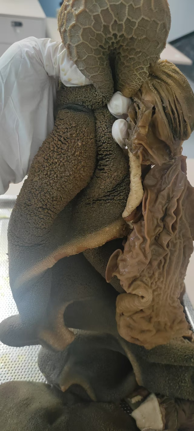 五香羊肚