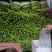 湖北枝江珍珠白苦瓜，几毛钱一斤，电商一件代发