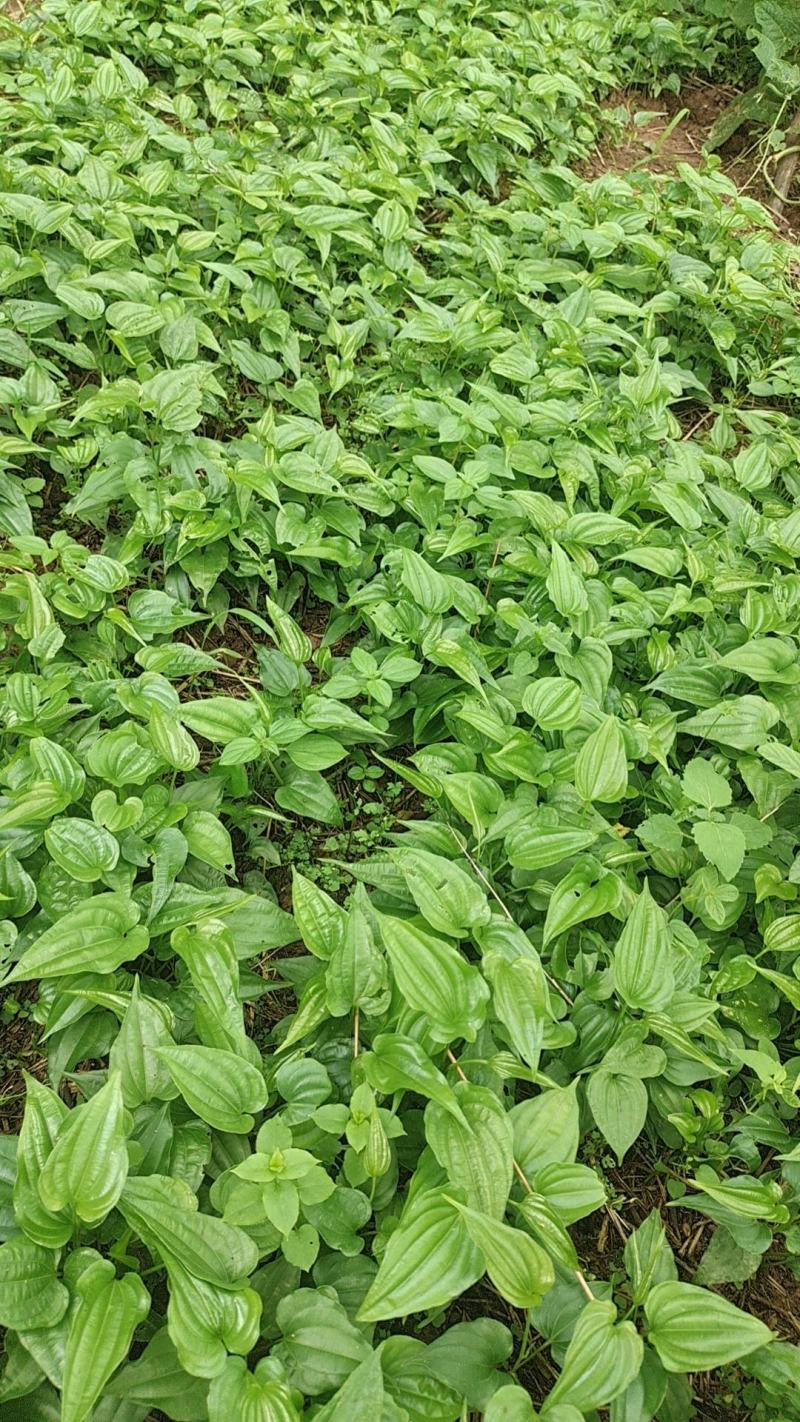 小红花百部苗供应