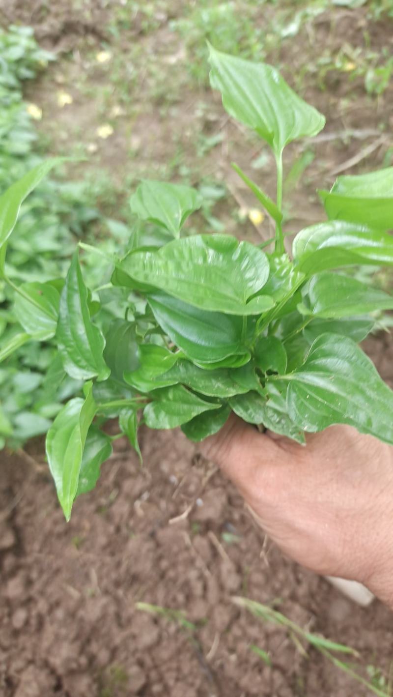 小红花百部苗供应