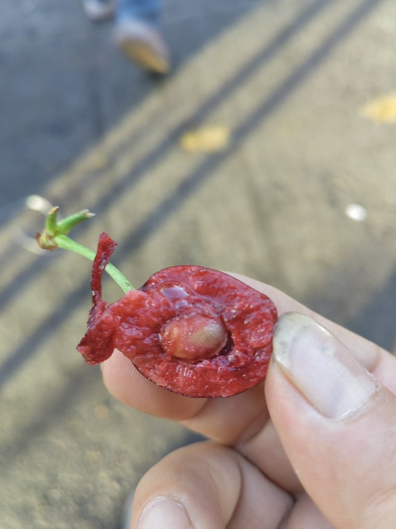 新鲜樱桃车厘子