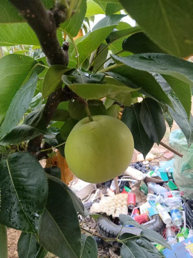 酥脆一号梨大量上市供应酥脆三号梨全国接车发货需要请联系。